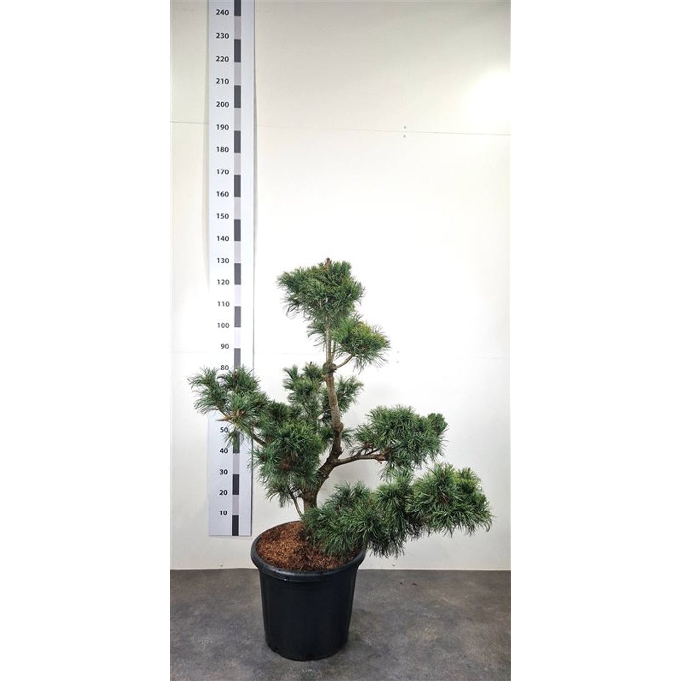 Japansk vitbarrtall – Pinus parviflora 'Himburgii' - 100-120 CM Bonsai Cont.